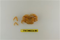 藏品(平背蜞)的圖片